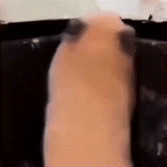 Repelente ultrasónico en funcionamiento